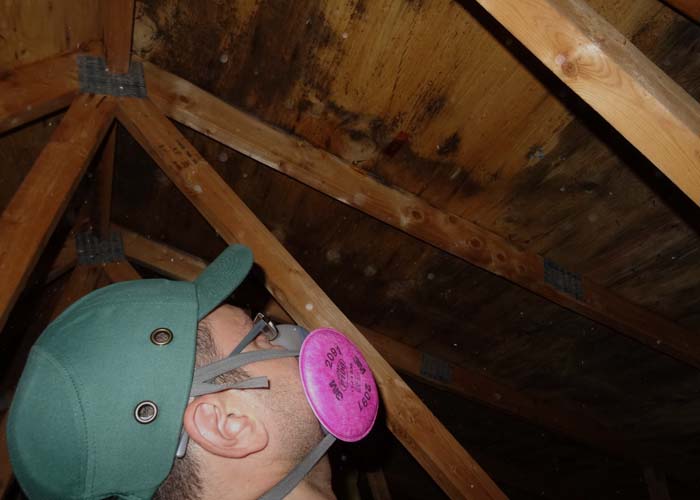 Mold Inspection and Remediation Services